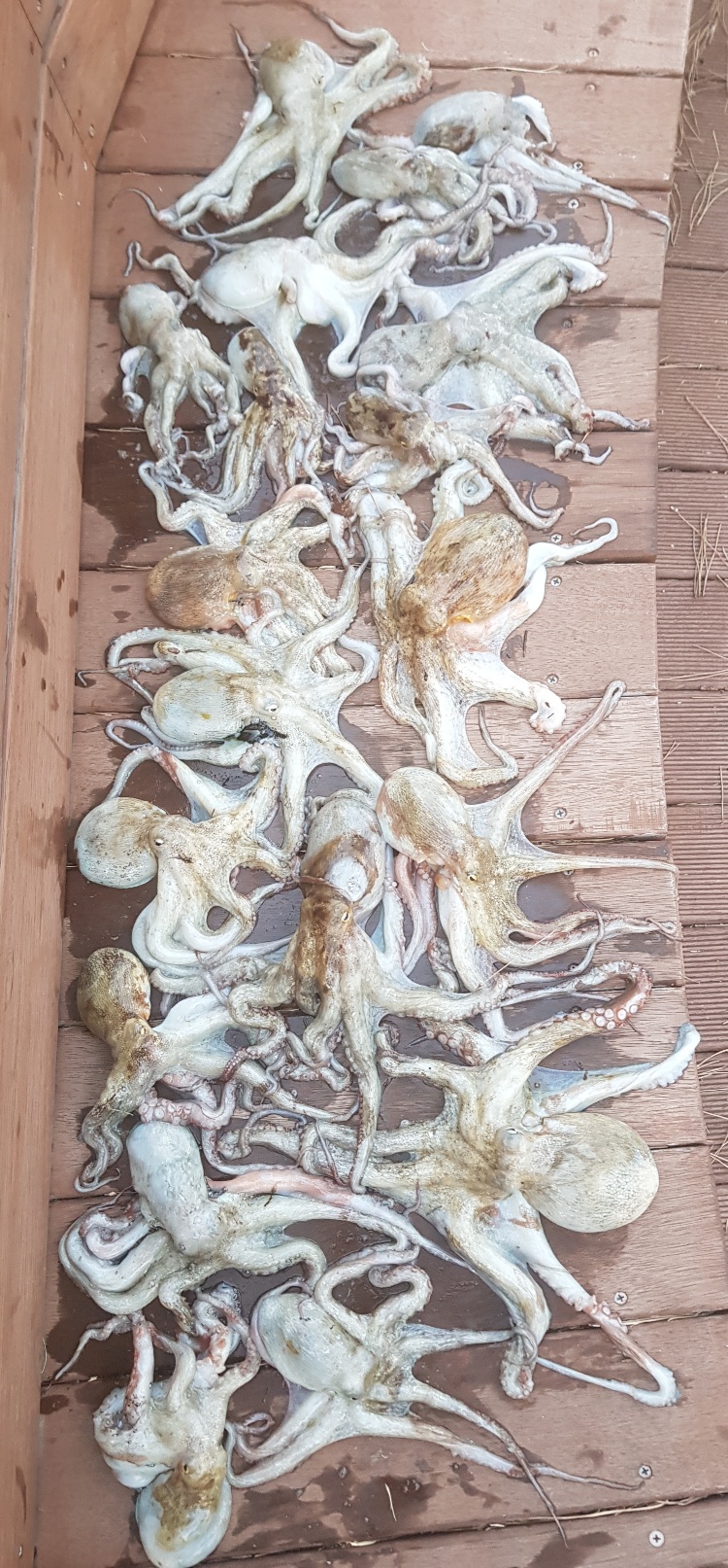 클릭시 확대 클릭시 확대