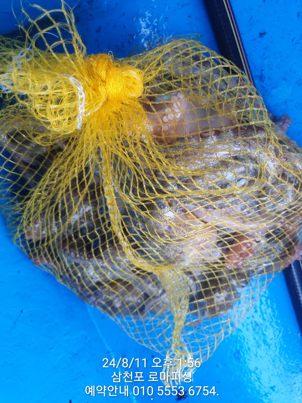 a493b7c2255cd56b74843506c4833fac_1723360077_5919.jpg a493b7c2255cd56b74843506c4833fac_1723360077_5919.jpg